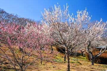 �g���̔~���y���߂鉀��