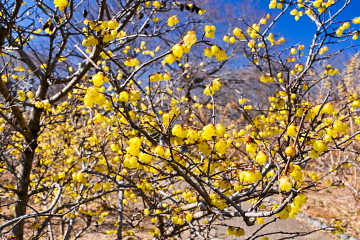 �X�~�G���A�ł͒x�炫�̉Ԃ����������y���߂�