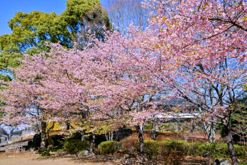 �J�t�F�t�߂̉͒Í��͌������߂��Ă���