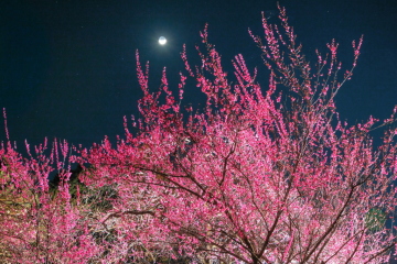 �~�̃��C�g�A�b�v���s����