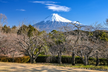 �~�����璭�߂��x�m�R �~�̉Ԃ͂قڏI����Ď₵�����i��