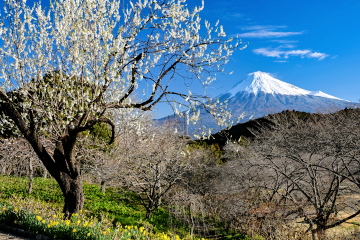 �����ɂȂ��Ă���~���e�̉ԓ��ƕx�m�R�̕��i