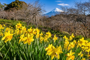 �炫�ւ�~�����ӂ̉�����ƕx�m�R