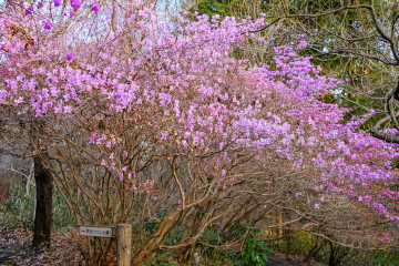 �~�c�o�c�c�W�̌����������Ă���