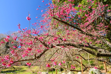 �����������r���ӂ̔ꊦ��