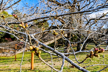 �ڂ݂̖c��݂��i�݂���\���C���V�m