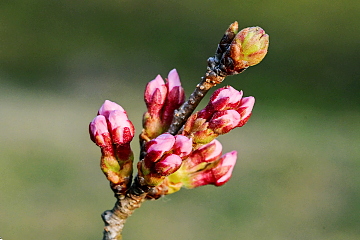 �\���C���V�m�̂ڂ݂͈ꕔ�Ńs���N�F�̂��̂�