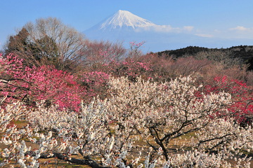 見頃を迎えた岩本山公園の梅と富士山