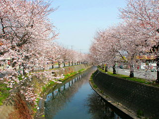小潤井川沿いに植えられた桜