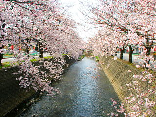 川の両岸に桜が植えられている
