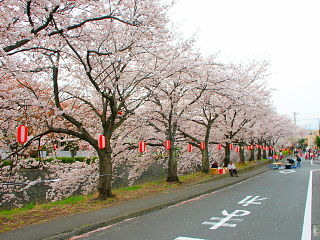 川沿いの道路から桜並木を眺める