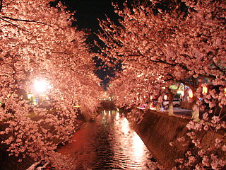 川の両岸の桜が照らされ美しい光景