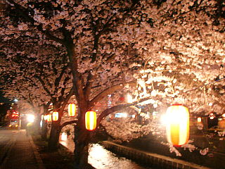 提灯の明かりに照らされる桜
