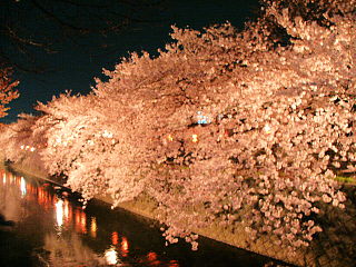 川面に映る提灯の明かりと桜