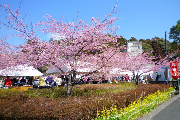 公園内に咲く早咲き桜
