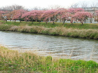 沼川の土手沿いに植えられた早咲き桜