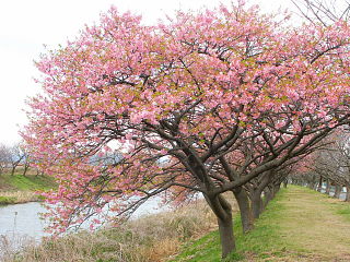 沼川北側の桜並木