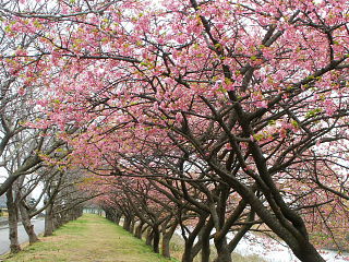 桜のトンネルのような風景