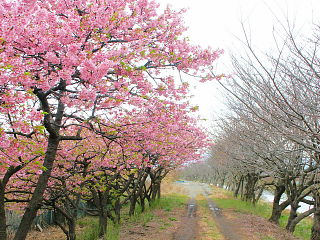 沼川南側の桜並木
