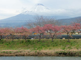 土手沿いの桜と富士山