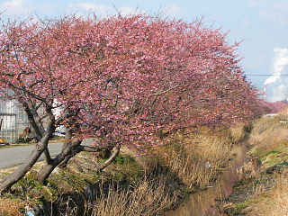 前川沿いの早咲き桜