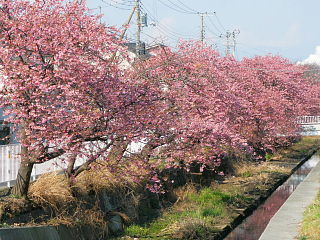 水路沿いに桜並木が続く