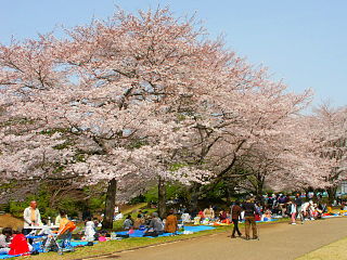 桜の木の下は花見客でいっぱい