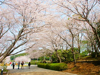 桜のトンネルのような散策路