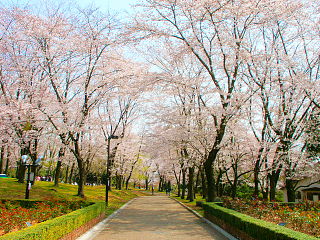 広見公園内の散策路と桜