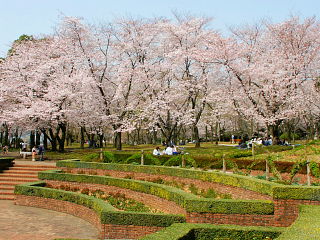 円形花壇から桜を眺める