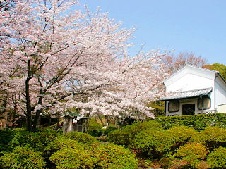 原泉舎と桜