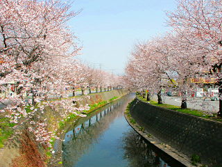 小潤井川の両岸に植えられた桜並木