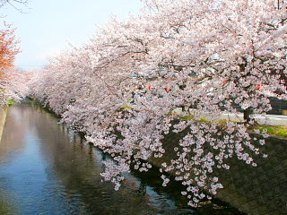 川に垂れ下がるように咲く桜