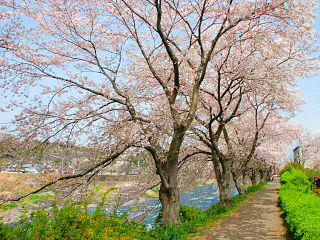 土手から桜並木を眺める