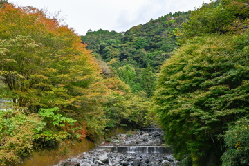 Ȋ̉ɂ͎t ݂̖؁XXɐFtĂĂ