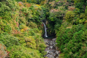 {ÌkJ璭߂Ȋ ӂ̖؁XFtn߂Ă