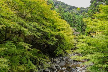 Ȋ̉ɂOڋt ݂̖؂͑Ŝɂ܂XƂĂ