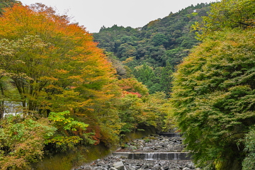 Ȋ̉ɂ͎t 쉈̖؁X̐Ftił