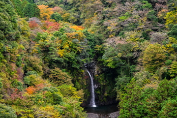 {ÌkJ璭߂Ȋ ӂ̖؁X̐Fti݂