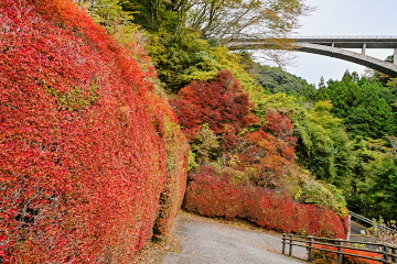 Ȋ꒓ԏ hE_ccW̐Ԃ݂ČɂȂĂ