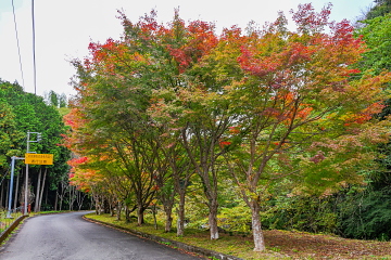 ̓H ݂؂̊O̐Fti݂