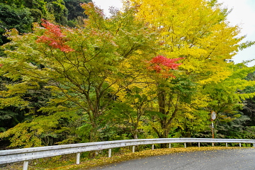 ̓H C`E̖؂YɐFtĂĂ