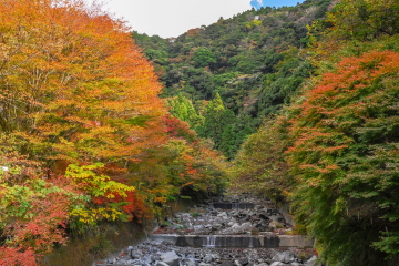 Ȋ̉ɂ͎t 쉈̖؁X̐FtiŌɂȂ