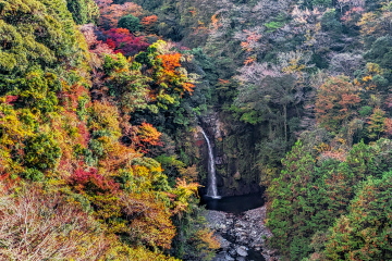 {ÌkJ璭߂Ȋ ӂ̖؁XԂ≩FɂȂČ}