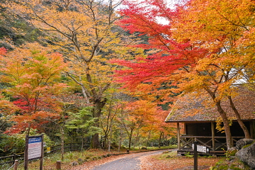 ȊLv ӂ̖؁XԂ≩Fɐ܂Y킾