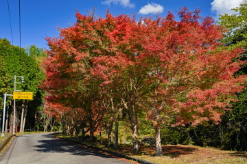 ɂ铹Ĥ݂ FtiŌɂȂ