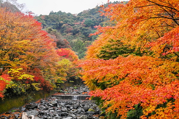 Ȋ̉ɂ͎t 쉈̖؁XԂ≩Fɐ܂Y킾