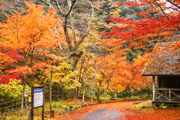 ȊLv t邪؁X̍gt\Ɋy߂