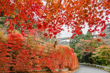 Ȋ꒓ԏO ݂ƃhE_ccW̐Ԃ