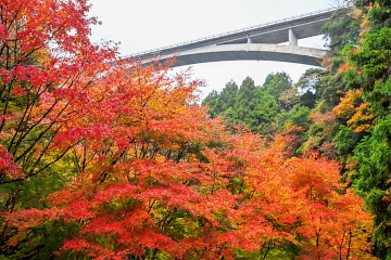 Ȋ꒓ԏO YɐFt݂Ɛ{ÌkJ̕i